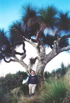Xanthorrhoea australis Grasstree