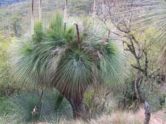 Xanthorrhoea_australis Grasstree