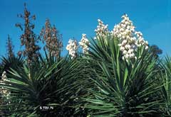 Yucca_aloifolia Spanish Bayonet, Aloe yucca, Dagger Plant, Yucca, Spanish Bayonet