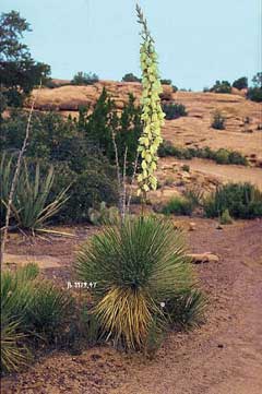 Yucca_angustissima Narrowleaf yucca, Kanab yucca, Toft
