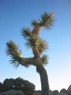 Yucca_brevifolia Joshua Tree, Jaeger