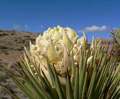 Yucca brevifolia Joshua Tree, Jaeger Yucca brevifolia Joshua Tree, Jaeger