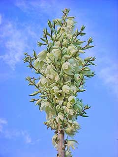Yucca elata Soap Tree, Soaptree yucca, Soapweed, Soapweed Yucca Yucca elata Soap Tree, Soaptree yucca, Soapweed, Soapweed Yucca