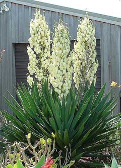 Yucca filamentosa Spoonleaf Yucca, Adam Yucca filamentosa Spoonleaf Yucca, Adam