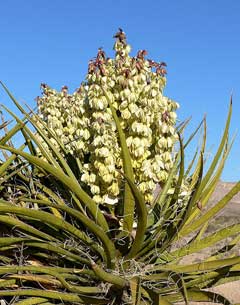 Yucca schidigera Mojave Yucca, Yucca Yucca schidigera Mojave Yucca, Yucca