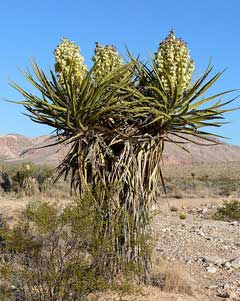 Yucca schidigera Mojave Yucca, Yucca Yucca schidigera Mojave Yucca, Yucca