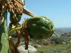 Yucca whipplei Our Lord Yucca whipplei Our Lord