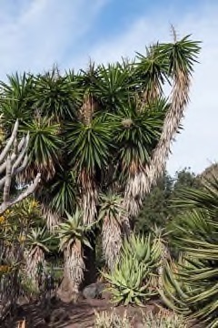 Yucca_gigantea Spineless yucca, Izote