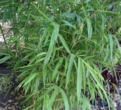 Yushania maculata Maculata bamboo