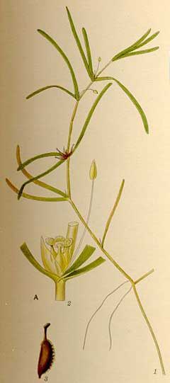 Zannichellia_palustris Horned Pondweed