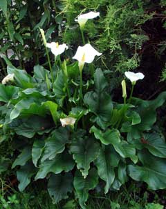 Zantedeschia Arum Lily, Calla lily, White Calla Lily