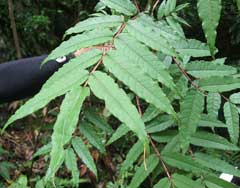 Zanthoxylum ailanthoides Zanthoxylum ailanthoides