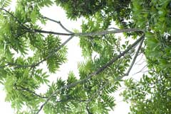 Zanthoxylum ailanthoides Zanthoxylum ailanthoides