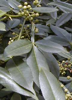 Zanthoxylum alatum Winged Prickly Ash Zanthoxylum alatum Winged Prickly Ash