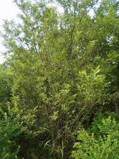 Zanthoxylum schinifolium Peppertree Zanthoxylum schinifolium Peppertree