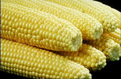 Zea mays Sweet Corn