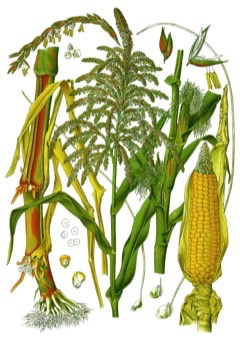 Zea Perennial corn, Perennial Maize