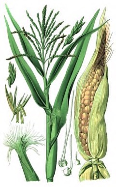 Zea Perennial corn, Perennial Maize