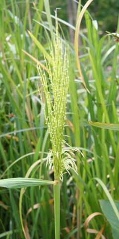 Zizania Wild Rice, Annual wildrice