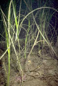Zostera marina Eel Grass, Seawrack Zostera marina Eel Grass, Seawrack