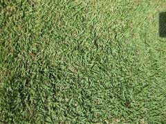 Zoysia japonica Korean Lawn Grass