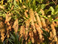 Macadamia tetraphylla Queensland Nut, Macadamia nut Macadamia tetraphylla Queensland Nut, Macadamia nut