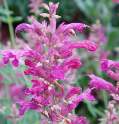 Agastache_cana Hoary Balm Of Gilead, Mosquito plant