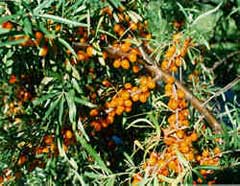 Hippophae salicifolia Willow-Leaved Sea Buckthorn