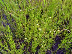Tagetes micrantha Licorice marigold Tagetes micrantha Licorice marigold