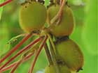 Actinidia Chinensis
