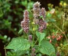 Agastache Foeniculum
