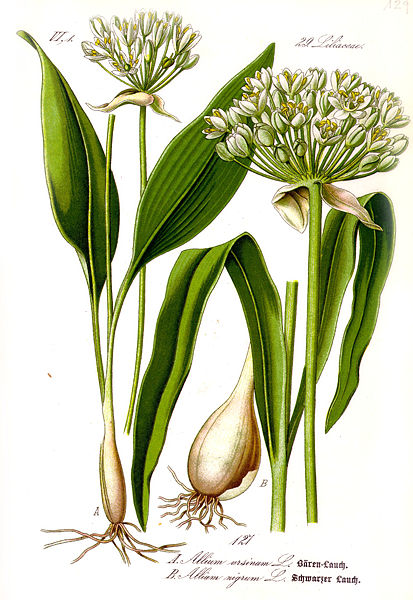Allium Species