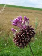 Allium Vineale
