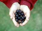 Amelanchier Alnifolia