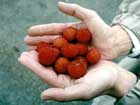 Arbutus Unedo