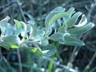 Atriplex Halimus