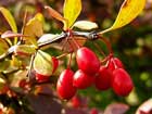 Berberis Thunbergii