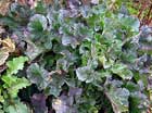 Brassica Oleracea