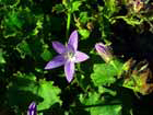 Campanula Poscharskyana