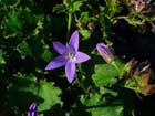 Campanula Poscharskyana