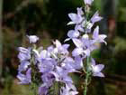 Campanula Versicolor