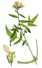 Cardamine Bulbifera