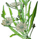 Cichorium Intybus