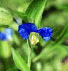 Commelina coelestis