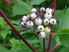 Cornus Hemsleyi