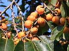 Diospyros Lotus