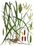 Elytrigia Repens