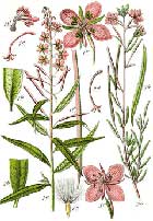 Epilobium Angustifolium