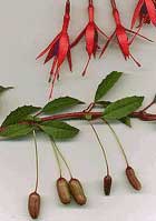 Fuchsia Magellanica