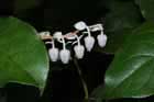 Gaultheria Shallon